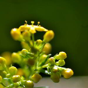 Photographie n°2518201 du taxon Galium verum L. [1753]