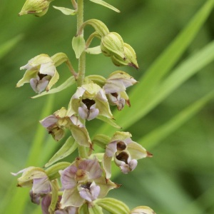 Photographie n°2518214 du taxon Epipactis helleborine (L.) Crantz