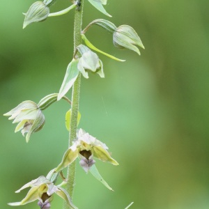 Photographie n°2518216 du taxon Epipactis helleborine (L.) Crantz