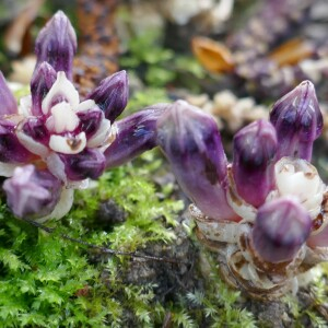 Photographie n°2518228 du taxon Lathraea clandestina L. [1753]