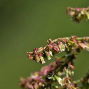 Photographie n°2518240 du taxon Rumex acetosella L. [1753]