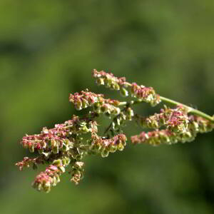 Photographie n°2518241 du taxon Rumex acetosella L. [1753]