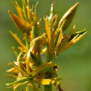 Photographie n°2518244 du taxon Gentiana lutea L. [1753]