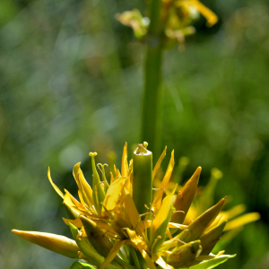 Photographie n°2518247 du taxon Gentiana lutea L. [1753]