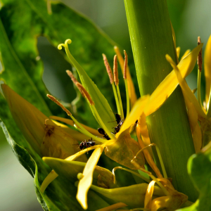 Photographie n°2518249 du taxon Gentiana lutea L. [1753]