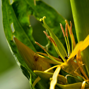 Photographie n°2518250 du taxon Gentiana lutea L. [1753]