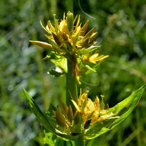 Photographie n°2518251 du taxon Gentiana lutea L. [1753]