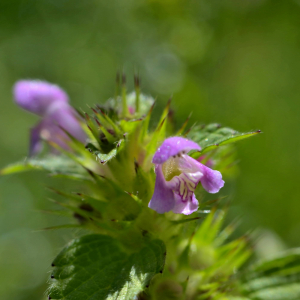 Photographie n°2518258 du taxon Galeopsis tetrahit L. [1753]