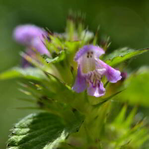 Photographie n°2518262 du taxon Galeopsis tetrahit L. [1753]