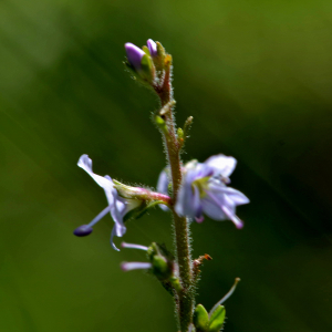 Photographie n°2518292 du taxon Veronica officinalis L. [1753]