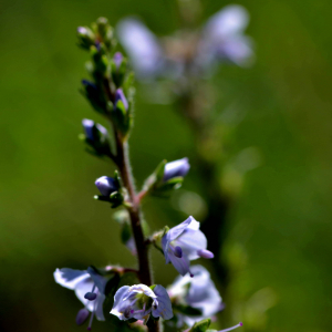 Photographie n°2518293 du taxon Veronica officinalis L. [1753]