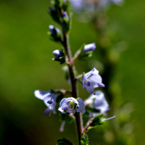 Photographie n°2518295 du taxon Veronica officinalis L. [1753]