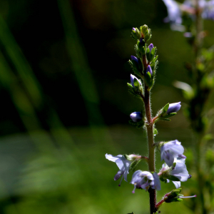 Photographie n°2518296 du taxon Veronica officinalis L. [1753]