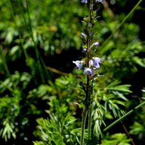 Photographie n°2518300 du taxon Veronica officinalis L. [1753]