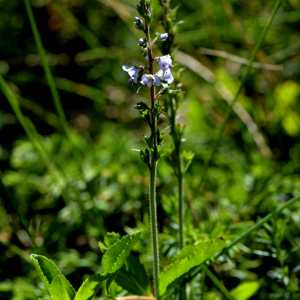 Photographie n°2518302 du taxon Veronica officinalis L. [1753]