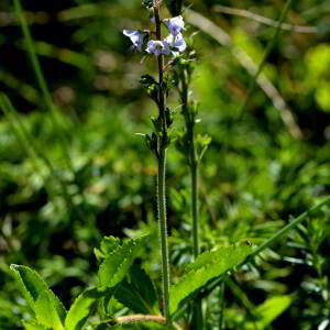 Photographie n°2518304 du taxon Veronica officinalis L. [1753]