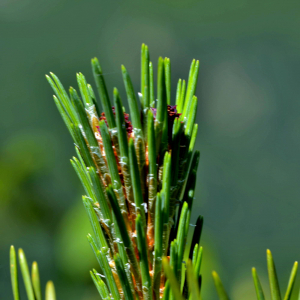 Photographie n°2518305 du taxon Pinus mugo subsp. uncinata (Ramond ex DC.) Domin [1936]