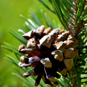 Photographie n°2518307 du taxon Pinus mugo subsp. uncinata (Ramond ex DC.) Domin [1936]