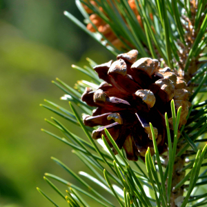 Photographie n°2518309 du taxon Pinus mugo subsp. uncinata (Ramond ex DC.) Domin [1936]