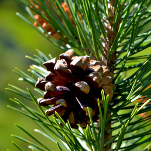 Photographie n°2518310 du taxon Pinus mugo subsp. uncinata (Ramond ex DC.) Domin [1936]