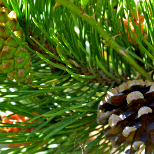 Photographie n°2518311 du taxon Pinus mugo subsp. uncinata (Ramond ex DC.) Domin [1936]