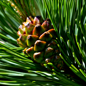 Photographie n°2518312 du taxon Pinus mugo subsp. uncinata (Ramond ex DC.) Domin [1936]