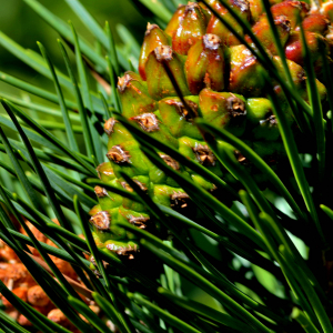 Photographie n°2518313 du taxon Pinus mugo subsp. uncinata (Ramond ex DC.) Domin [1936]