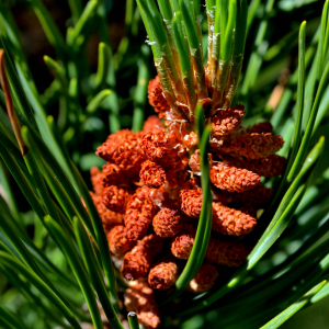 Photographie n°2518314 du taxon Pinus mugo subsp. uncinata (Ramond ex DC.) Domin [1936]