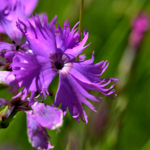 Photographie n°2518328 du taxon Dianthus hyssopifolius L. [1755]