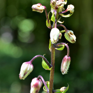 Photographie n°2518383 du taxon Lilium martagon L. [1753]