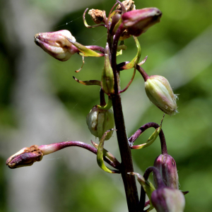 Photographie n°2518384 du taxon Lilium martagon L. [1753]