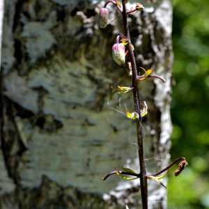 Photographie n°2518385 du taxon Lilium martagon L. [1753]