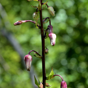 Photographie n°2518386 du taxon Lilium martagon L. [1753]