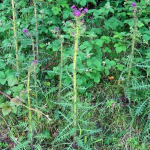 Photographie n°2518429 du taxon Cirsium palustre (L.) Scop. [1772]