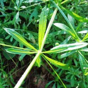 Photographie n°2518458 du taxon Galium aparine L. [1753]