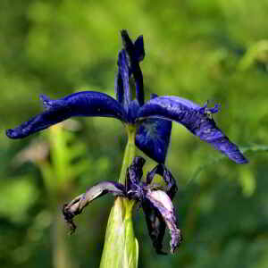 Photographie n°2518475 du taxon Iris latifolia (Mill.) Voss [1895]