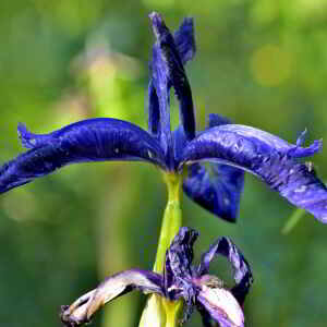 Photographie n°2518478 du taxon Iris latifolia (Mill.) Voss [1895]