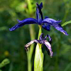 Photographie n°2518479 du taxon Iris latifolia (Mill.) Voss [1895]