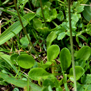 Photographie n°2518501 du taxon Bellis perennis L. [1753]