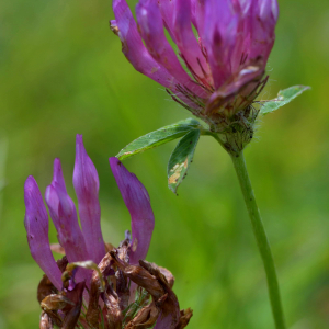 Photographie n°2518509 du taxon Trifolium medium L. [1759]