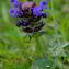 Photographie n°2518513 du taxon Prunella vulgaris L. [1753]