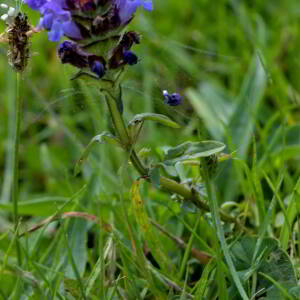 Photographie n°2518517 du taxon Prunella vulgaris L. [1753]