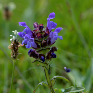 Photographie n°2518518 du taxon Prunella vulgaris L. [1753]