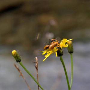 Photographie n°2518543 du taxon Crepis paludosa (L.) Moench [1794]