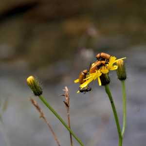 Photographie n°2518544 du taxon Crepis paludosa (L.) Moench [1794]