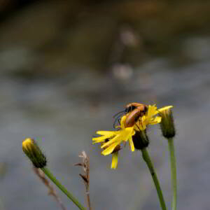 Photographie n°2518545 du taxon Crepis paludosa (L.) Moench [1794]