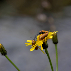 Photographie n°2518546 du taxon Crepis paludosa (L.) Moench [1794]