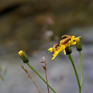 Photographie n°2518547 du taxon Crepis paludosa (L.) Moench [1794]