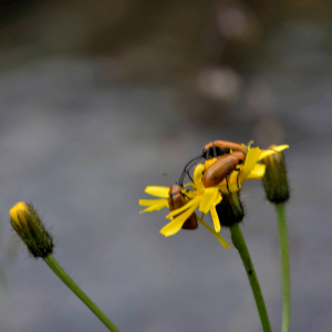 Photographie n°2518548 du taxon Crepis paludosa (L.) Moench [1794]