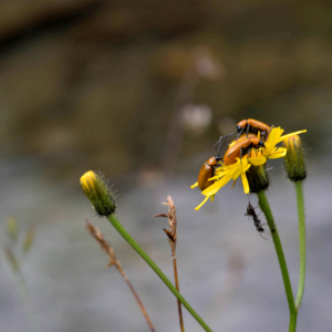 Photographie n°2518549 du taxon Crepis paludosa (L.) Moench [1794]